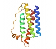 LEPTIN ELISA KITS (96T:  Human # 27775, Mouse # 27160, Rat # 27160)